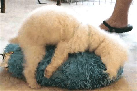 Dog humping gif - With Tenor, maker of GIF Keyboard, add popular Puppy animated GIFs to your conversations. Share the best GIFs now >>>